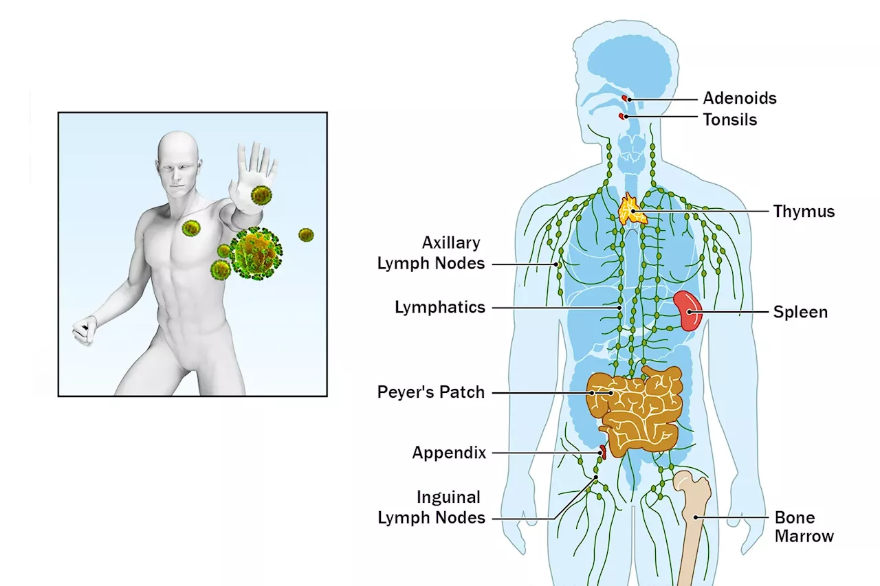 How Your Immune System Protects You 3 how your immune system protects you how your immune system protects you EBF0FF7CB1D728F857F276528766533F