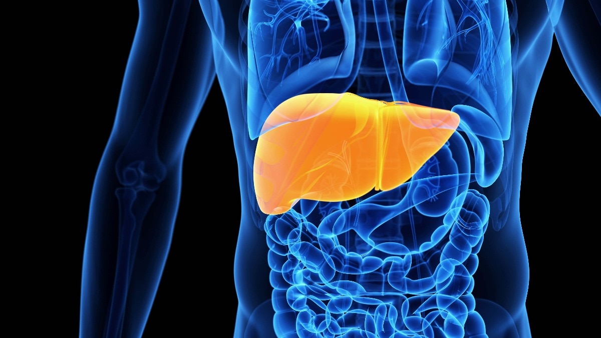 human liver illustration 174552823