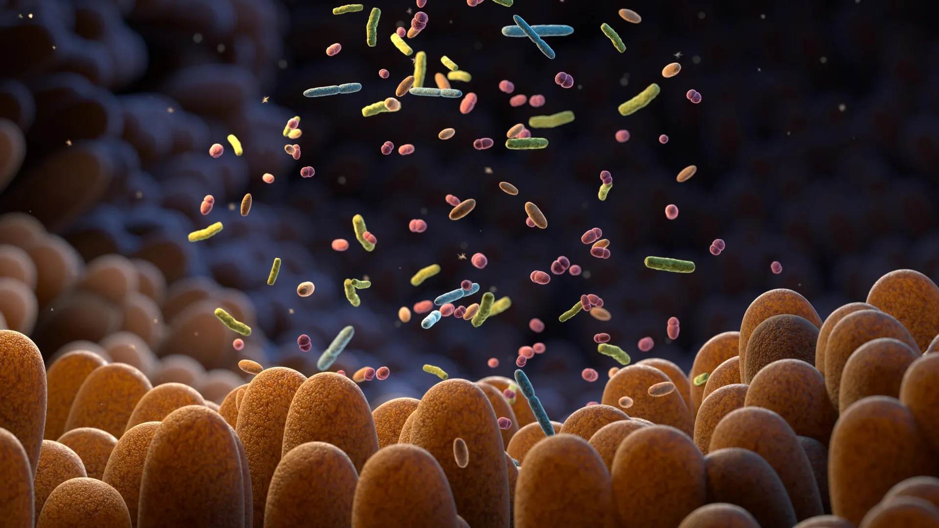 intestinal bacteria human gut microbiome