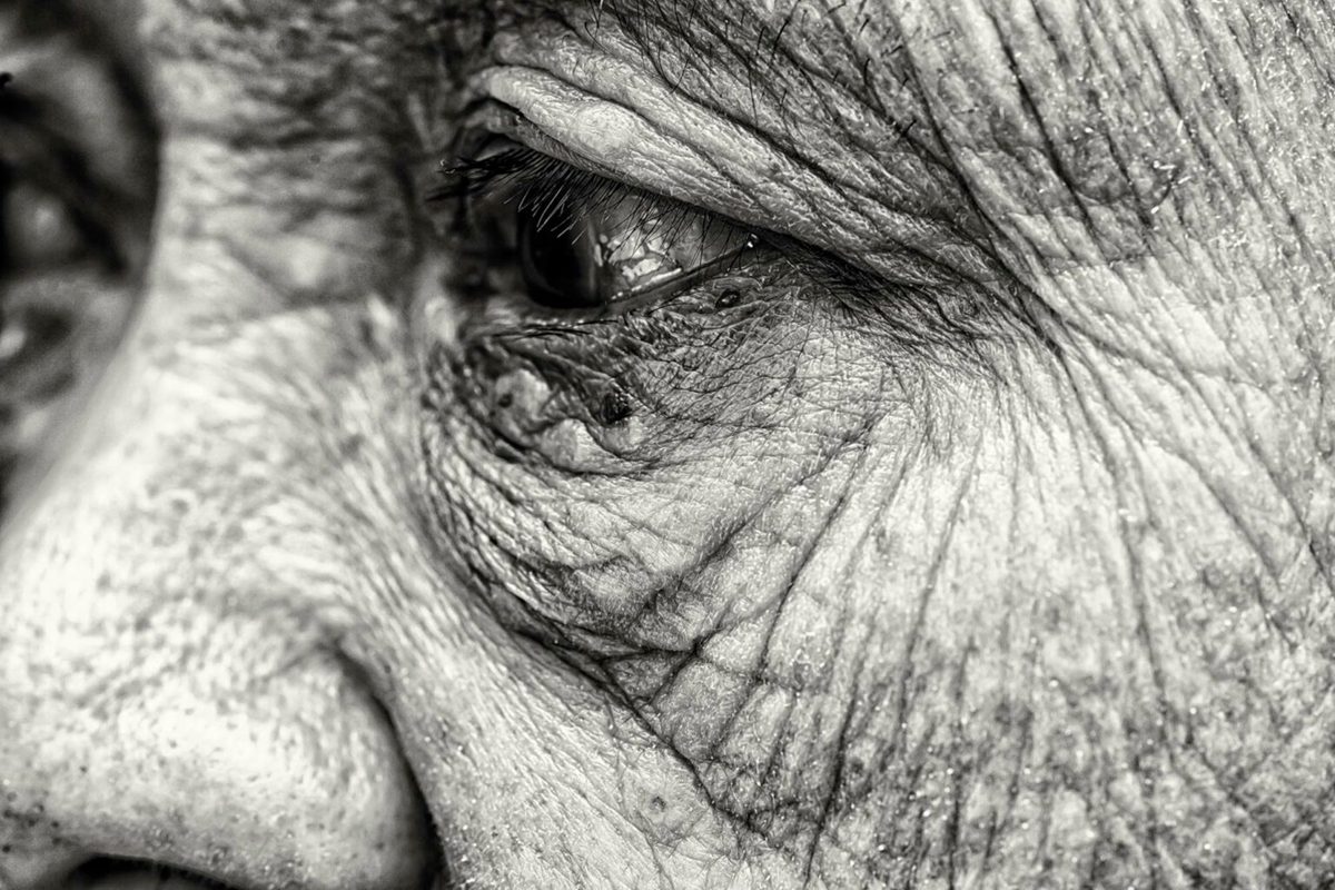 microbiome super ager