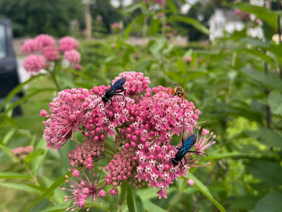 no mow may digger wasps