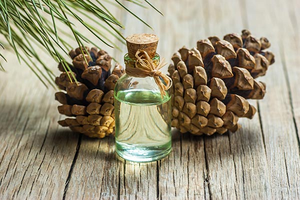 turpentine pine essential oil 2
