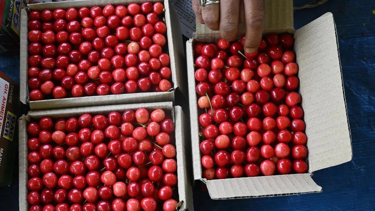 12205 19 5 2025 15 34 6 3 08 KASHMIRCHERRYCROP SGR 19 05 2025