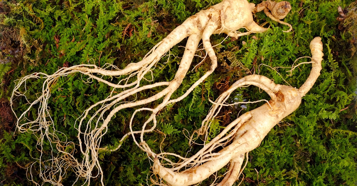 1778583879 wild korean ginseng root