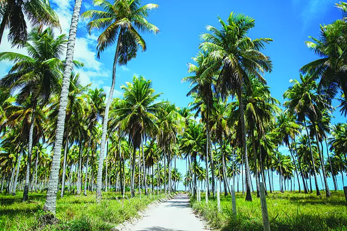 1914194 coconuttreeplantationphotofreepik