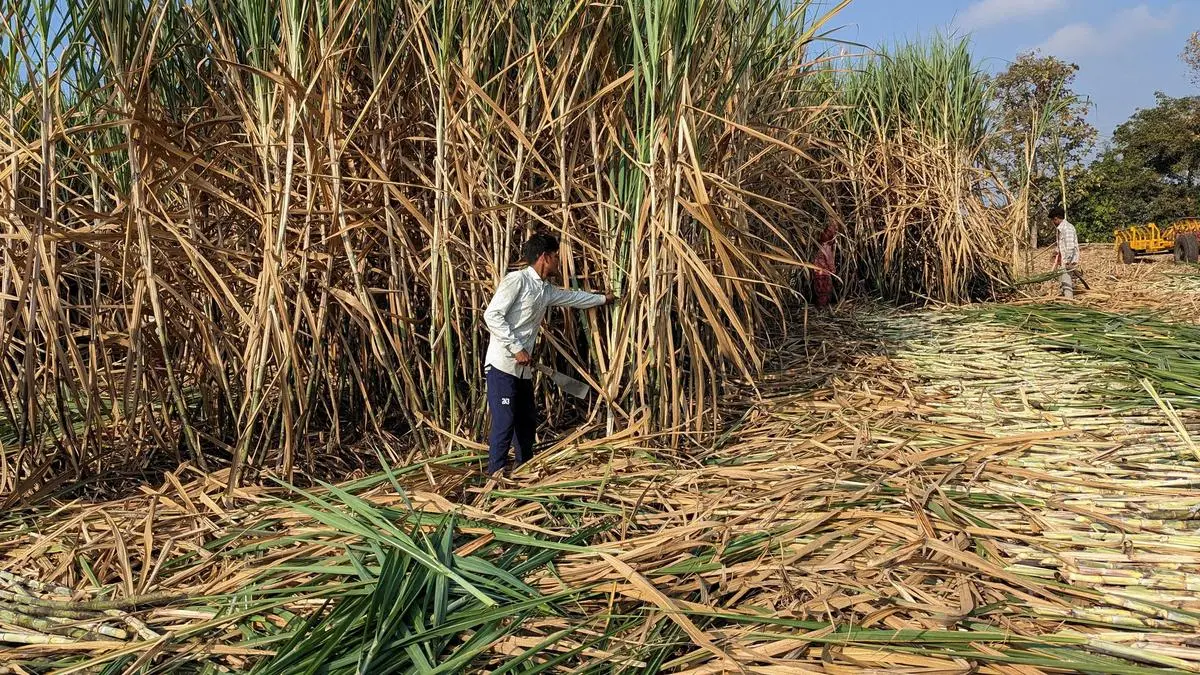 Why transparent sugarcane pricing can improve sustainability across the sector 4 2026 05 06T104302Z 1840715685 RC2FN4A1M6ZV RTRMADP 3 INDIA SUGAR