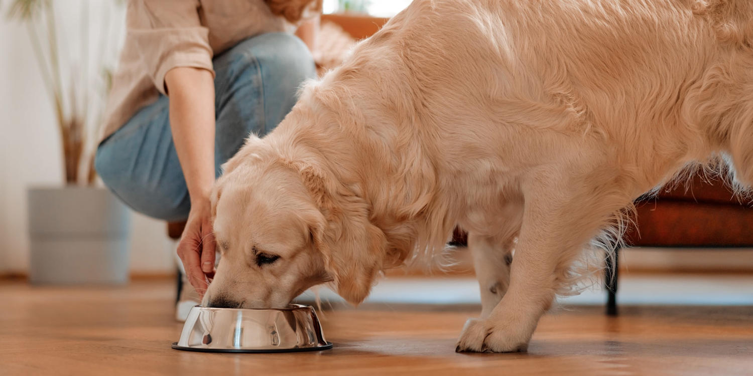 260506 dog food allergies oo main f12790