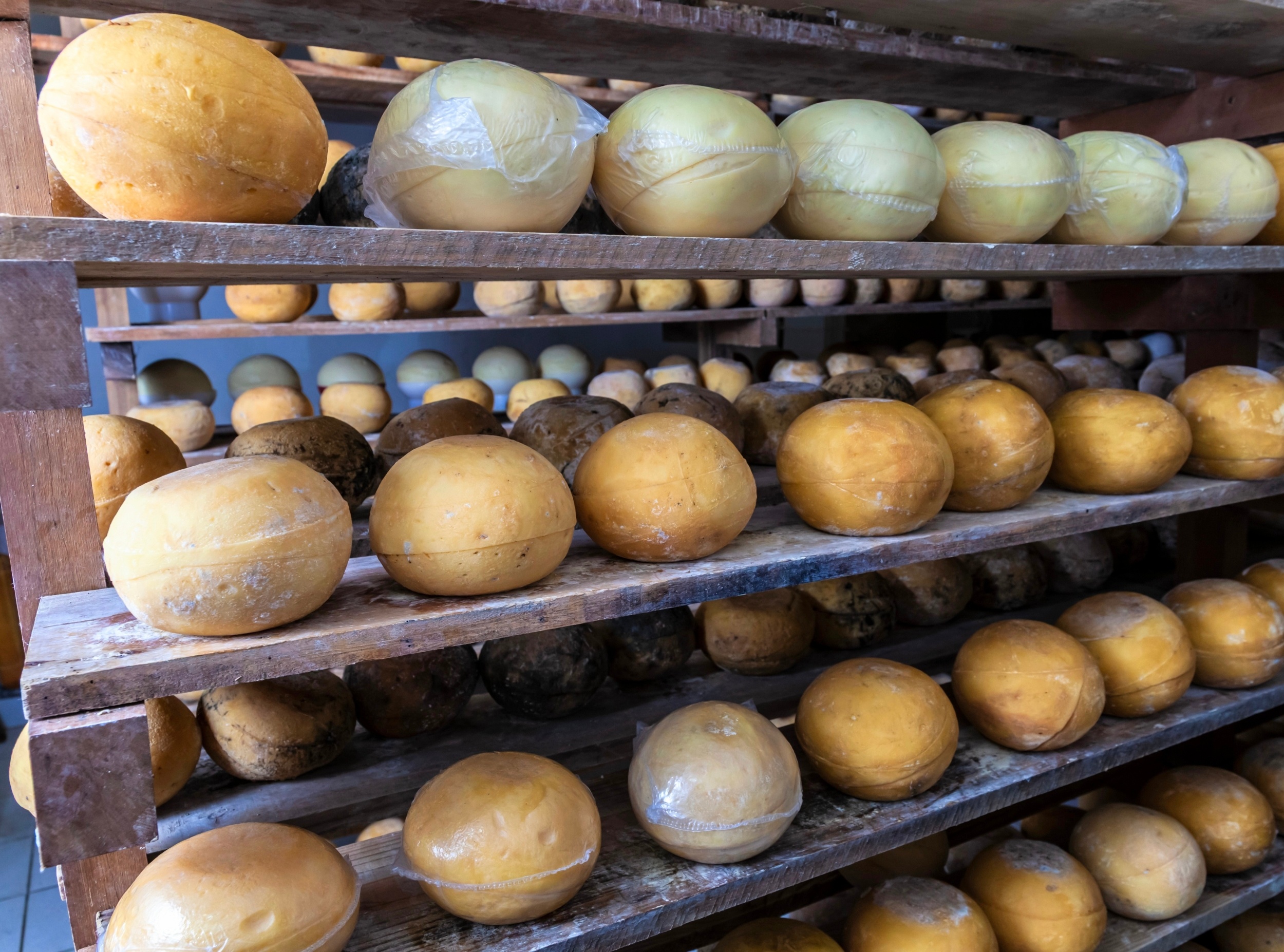 Artisan cheese gut health