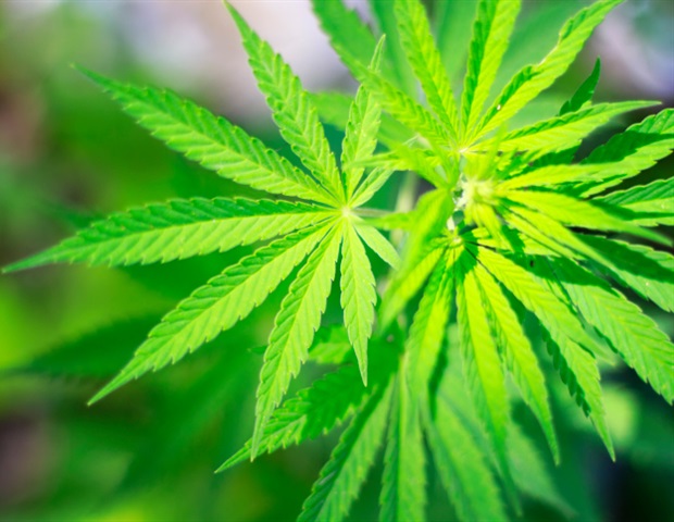 Cannabis 620x480 1