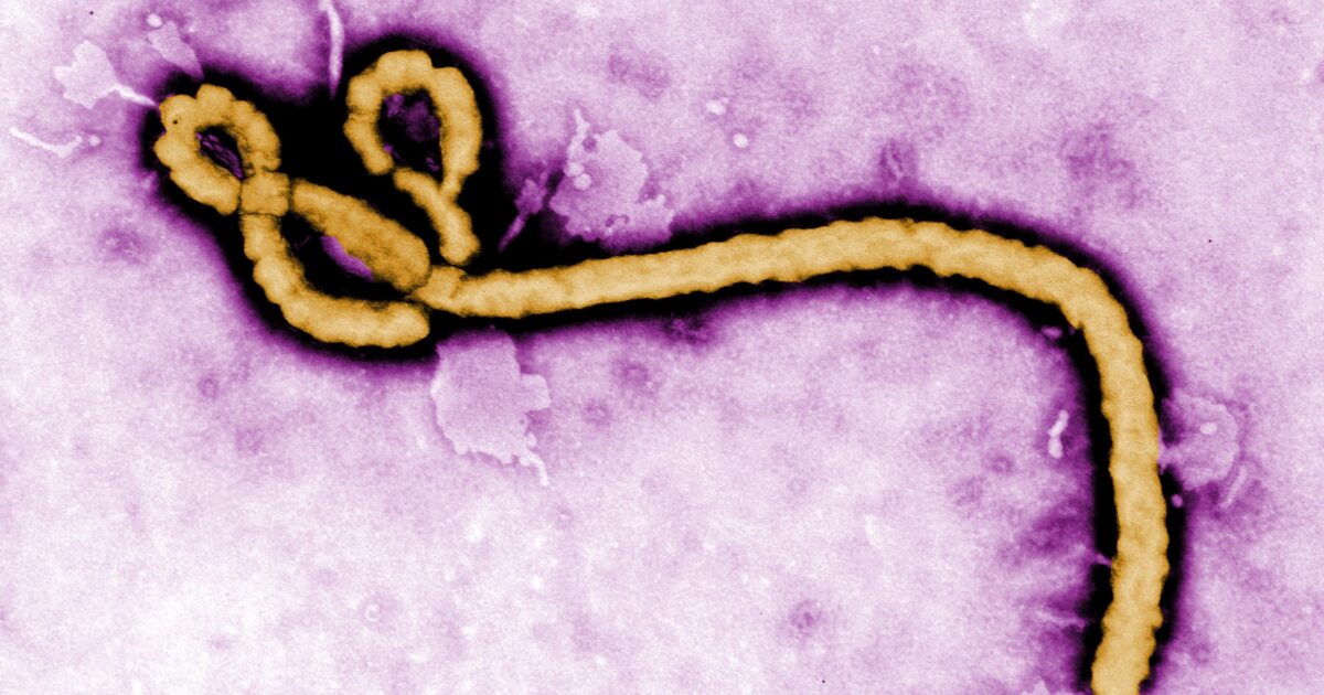 Ebola virus purple 1200x630 1