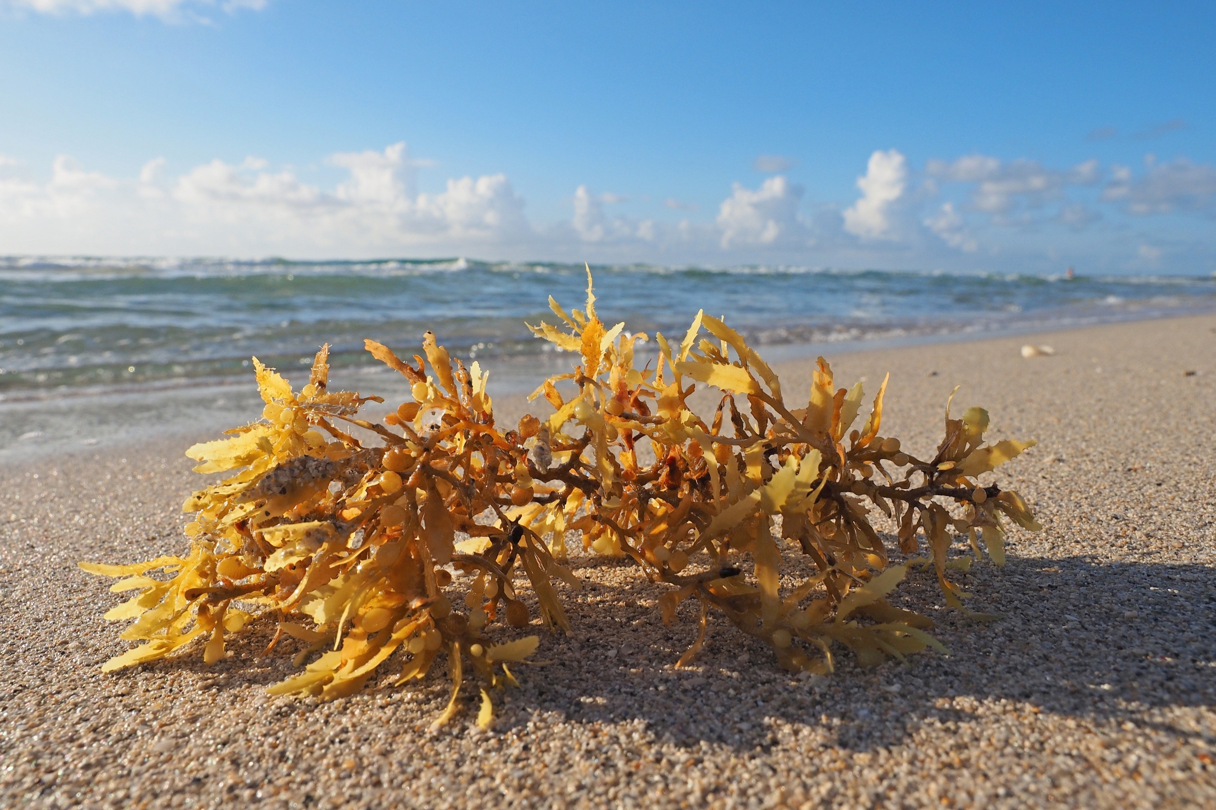Florida sargassum seaweed