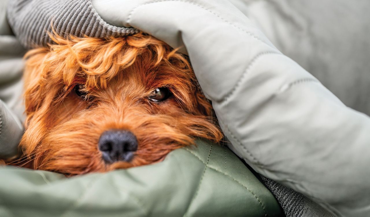 cut the cost of pet care eeLbTodTSRcgKJ95UzKrxS 1280 80