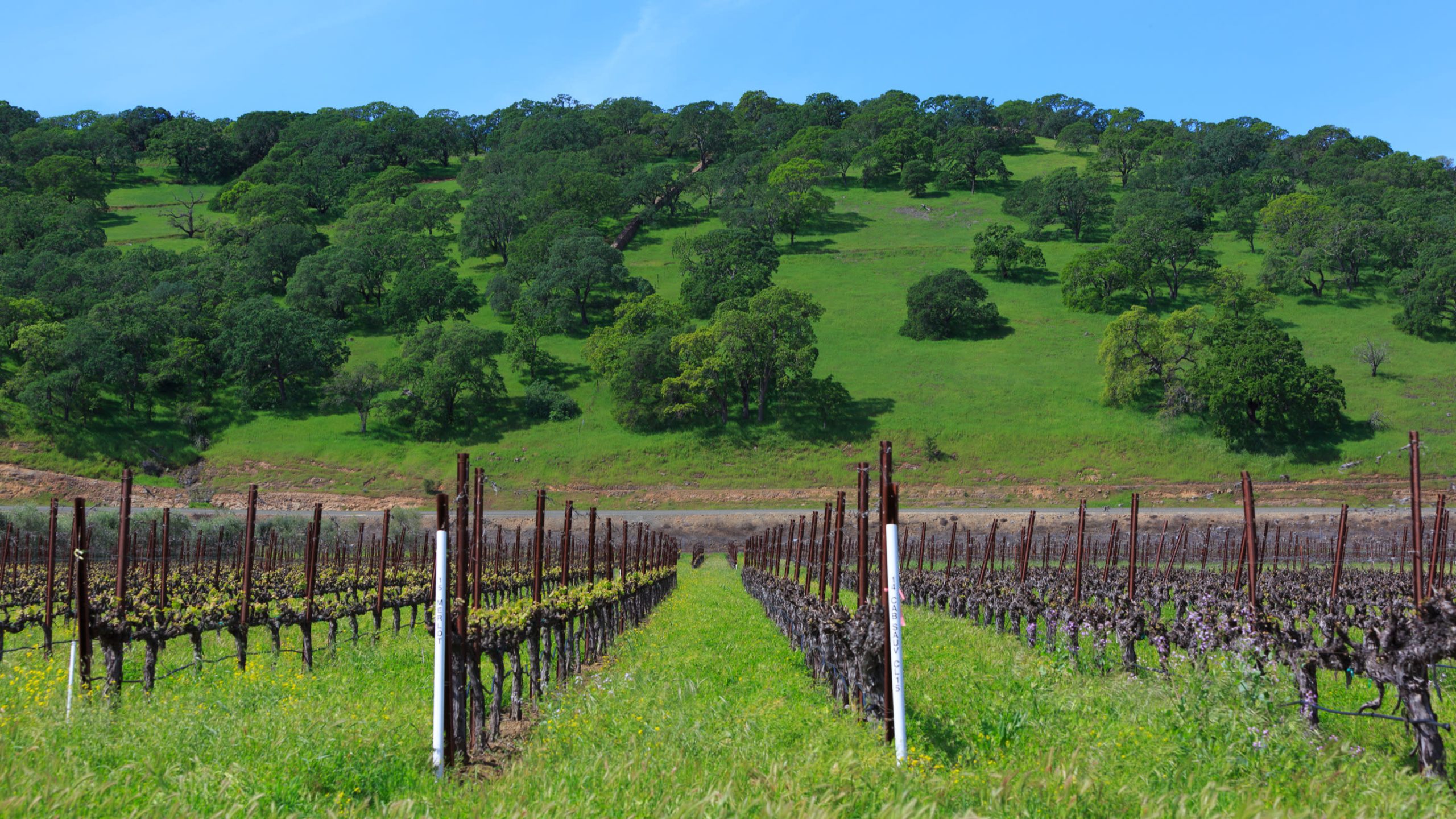 fairfield california vineyard 3340 scaled
