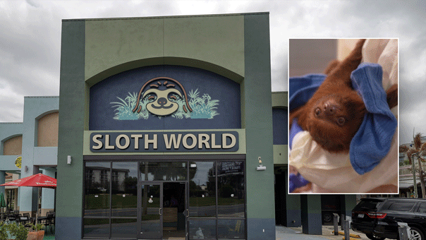 sloth world import ban