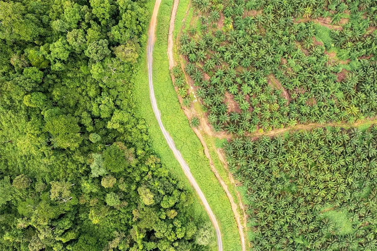 639178900315603547Drone point if view of palm oil plantation at the edge of tropical rainforest
