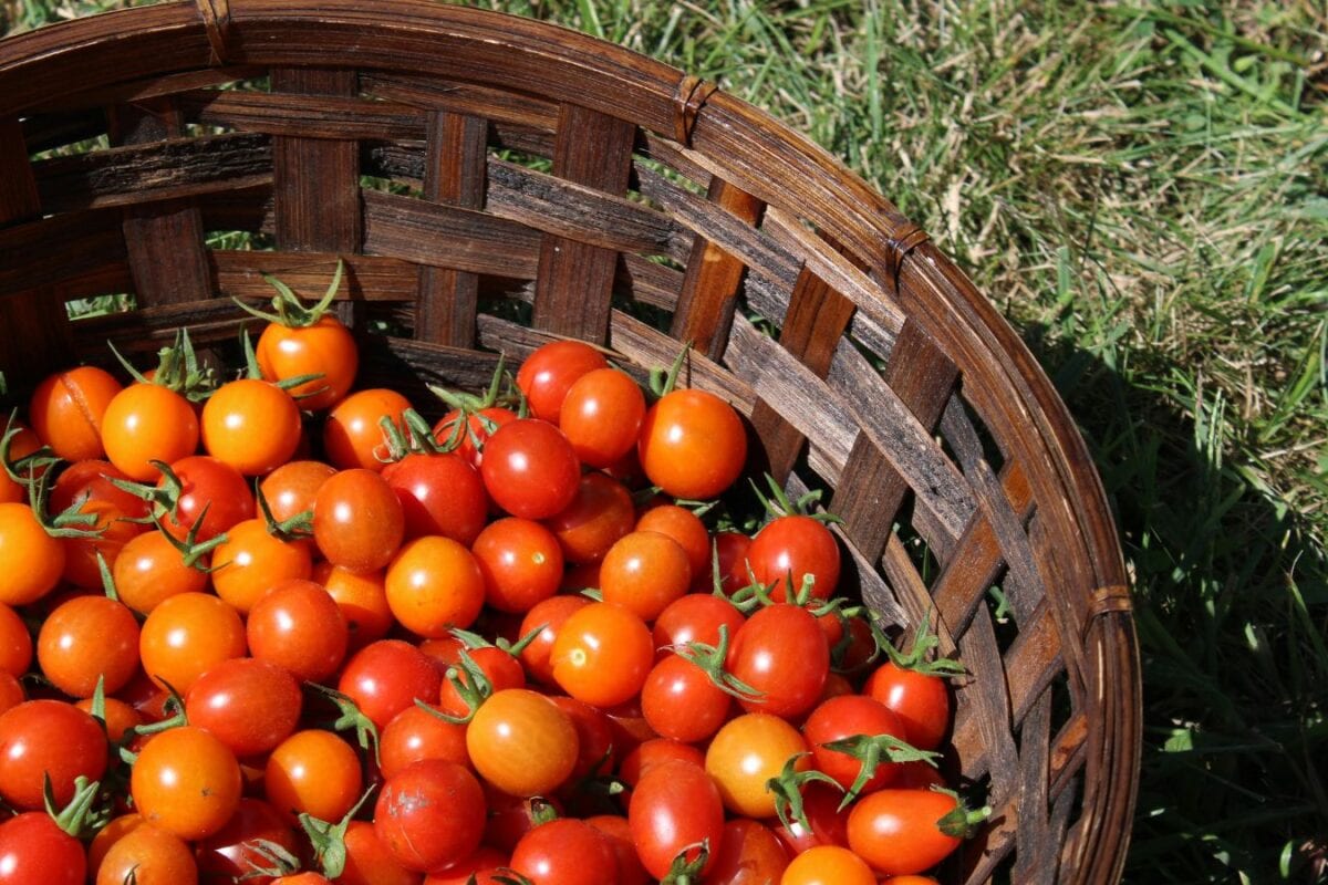 Tomatos 2026 06 3a0b1c9f1901ad98bf6af0c941527a36 1200x800 1