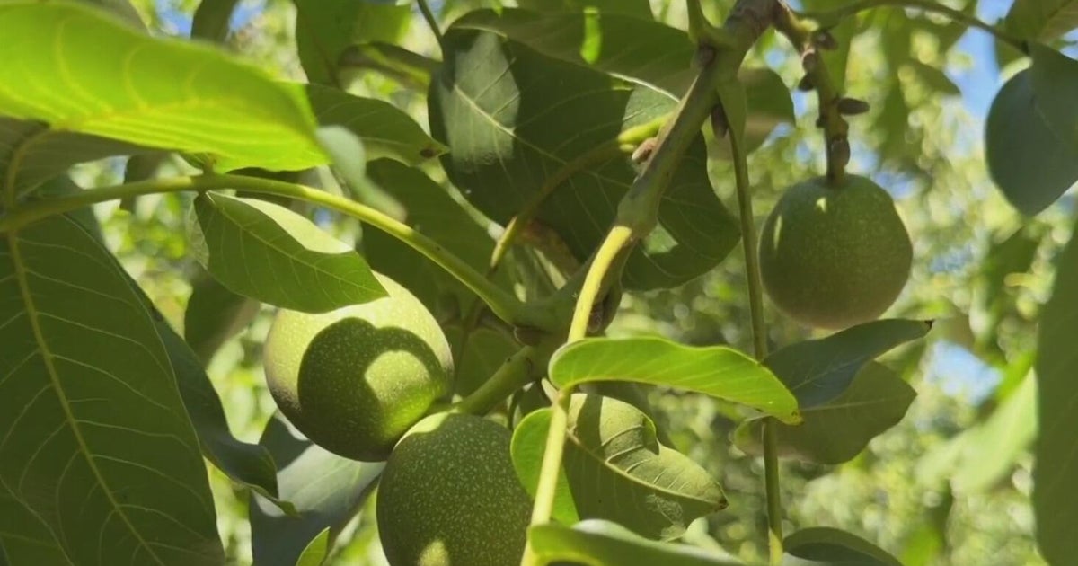 central valley crop