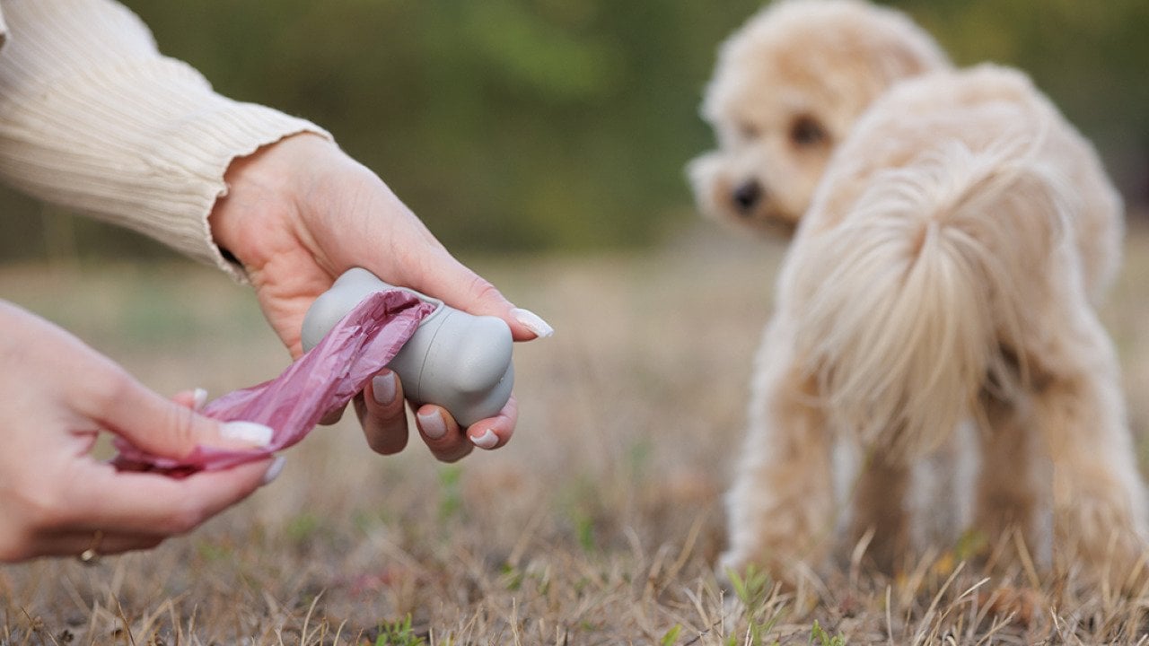 ollie the poop scoop