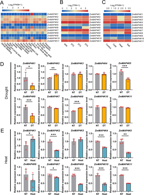 Genome-wide characterization and association analysis of the maize MAP4K gene family identify candidate loci for stress resilience and yield improvement - Molecular Breeding 5 11032 2026 1691 Fig1 HTML