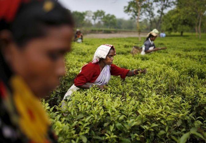 31tea