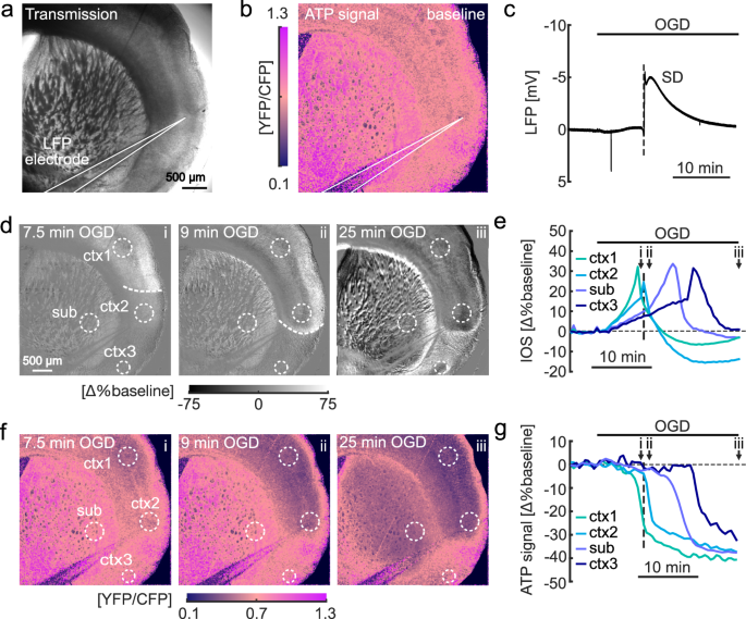 ATP-depleting spreading depolarizations preferentially originate in the somatosensory cortex during in situ energy deprivation - Nature 2 44324 2026 112 Fig1 HTML