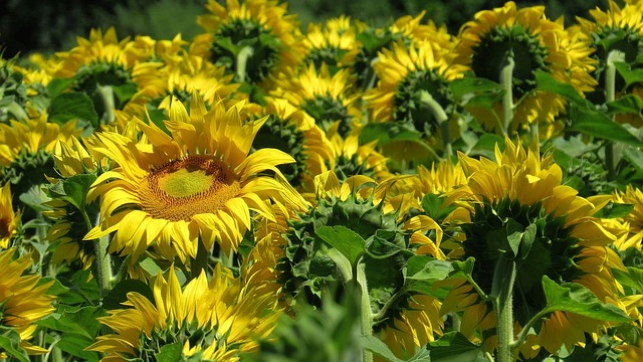 uschi du sunflowers 3512656 640